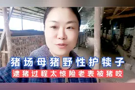 四川农村山猪姐猪场母猪野性护犊，逮猪过程状况惊险，老表还被咬视频封面