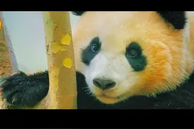 爱护大熊猫，从你我做起！视频封面