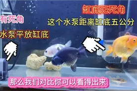 养鱼，鱼缸里水泵怎么放？ 才能达到最好的效果，我们来对比一下视频封面