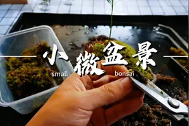 指尖微盆景视频封面