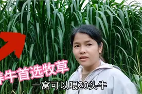 养牛首选高产牧草，种植方法很重要，看妹妹是如何种植的视频封面