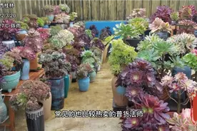 十大热门好养好看的普货法师～多肉植物法师系列视频封面