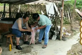 猛哥学养殖，农村阉小猪是这样的，跟你们一样吗？视频封面