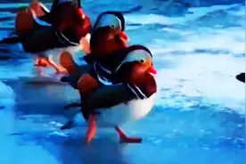 戏水鸳鸯～音乐片-《两只鸳鸯》