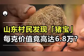 山东村民发现“猪宝”，网友声称6万每克，这是真的吗？视频封面
