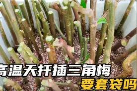 扦插绿化带捡漏的三角梅枝条，高温天气为何不建议套袋保湿？视频封面