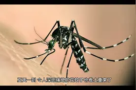 全民公敌花蚊子到底从哪来的？怎样消灭它？视频封面