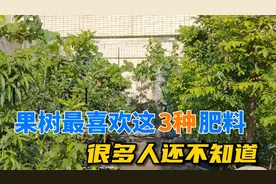 果树最喜欢这3种肥料，很多人还不知道，枝繁叶茂，挂果累累视频封面