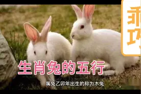 生肖兔的五行，如有雷同纯属巧合视频封面