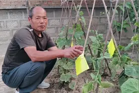 黄瓜招白粉虱不用打药，小妙招几张卡纸一粘，环保无药残留效果好视频封面