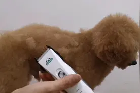 宠物美容师教你如何在家用小电推带卡尺剃毛，简单易学！