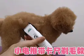 宠物美容师教你如何在家用小电推带卡尺剃毛，简单易学！视频封面