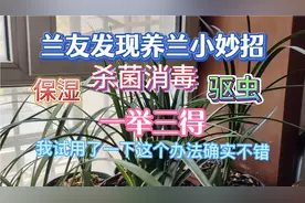兰友发现保湿驱虫杀菌消毒的养兰小妙招，一举三得。视频封面