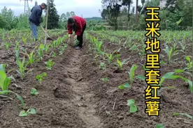 玉米地里套红薯，套种，是农民伯伯的智慧结晶