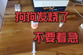 狗狗发烧了，用这两种药给它退烧效果最佳。
