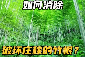 竹子根系发达破坏农田，如何彻底消灭竹根？两个方法解除竹根烦恼视频封面