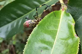 真香呀！这虫子有个好听的名字，叫＂花姑娘＂。