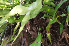 草本：江南星蕨，又名七星剑，大叶金星，斩蛇剑，清热解毒。视频封面