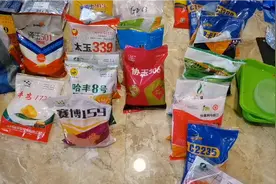 玉米高产实验地品种，农民大哥先睹为快，中国，美系，德系，法系