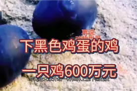 下黑色鸡蛋的鸡，价值六百万。再说动物世界！视频封面