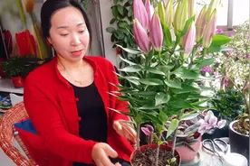 秋天栽种的百合，现在花苞即将打开，室内栽种百合一样可以开花！视频封面