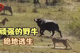 一头顽强的野牛，生存技能娴熟，战胜狮子和鳄鱼视频封面