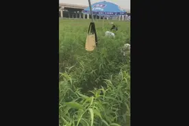 最新品种，桃树苗新品种介绍，特大，最大，最甜，桃树苗品种视频封面