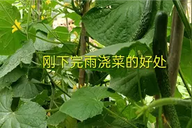 下完雨菜不缺水，菜农为啥还要浇菜，原来有好处视频封面