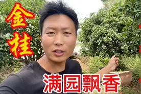 金桂被誉为桂花中的高端品种，小孔发现一棵老桩大货，质量太棒了视频封面
