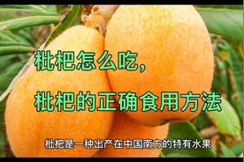 枇杷怎么吃，枇杷的正确食用方法视频封面
