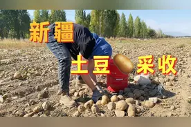 土豆🥔是长在哪里的？怎么采收的？我们一起去看看视频封面