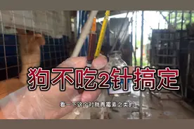 狗狗不吃厌食，鼻子干2针搞定！