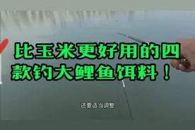 比玉米更好用的四款钓大鲤鱼饵料 ！视频封面
