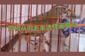 挑选画眉鸟之羽毛篇视频封面