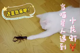 当喵星人遇到小龙虾！喵：这小家伙能吃吗？视频封面