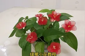 我家绿萝开花了，带大家看看去怎么做的。视频封面