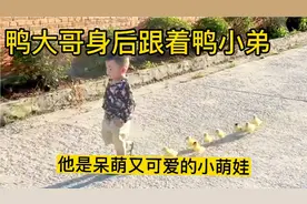 可爱小萌娃，身后跟着一群鸭小弟，网友：看不得这么悠闲送幼儿园