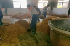 热火朝天酿造现场！固态发酵，真正好味道！视频封面