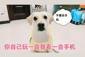 全网最爱说话的狗狗，想让主人陪它玩拔河，开启了话痨模式