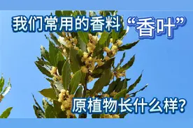 我们常用的香料“香叶”原植物长什么样？视频封面