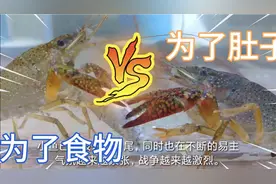 小龙虾喜欢活鱼还是死鱼，给四只小龙虾喂两条鱼，争夺的太激烈了