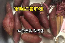 蜜制红薯钓饵：野钓青鱼草鱼鲤鱼致命诱惑，纯天然零添加！