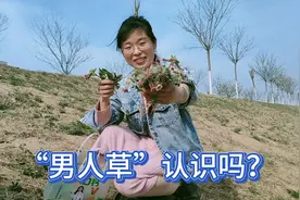 出门踏青发现大片的地黄，农村叫它“男人草”，城里卖几十块一斤视频封面