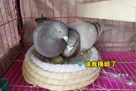 记录鸽子从配对到孵化出小鸽子过程，它们一家看着真幸福！