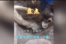地下井内抓到的不明生物 盘点世界上的那些不明生物310视频封面