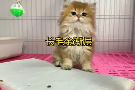 市场价值5千左右的长毛11色和短毛12色金渐层，你更喜欢哪个？视频封面
