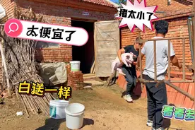 老孟帮忙买几个小猪崽，立福这是干大了要养猪了，主要是太便宜了