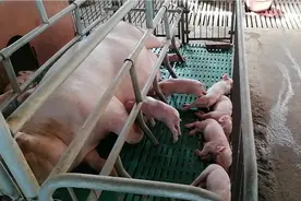 母猪产前一个月为什么要做伪狂犬疫苗，不做会有哪些后果呢！视频封面