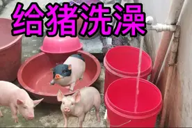 我家的猪也洗澡，它们在水缸里游泳，你觉得可爱吗？视频封面