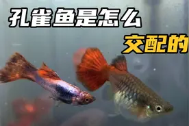 2分钟告诉你小小的孔雀鱼是怎么交配的视频封面